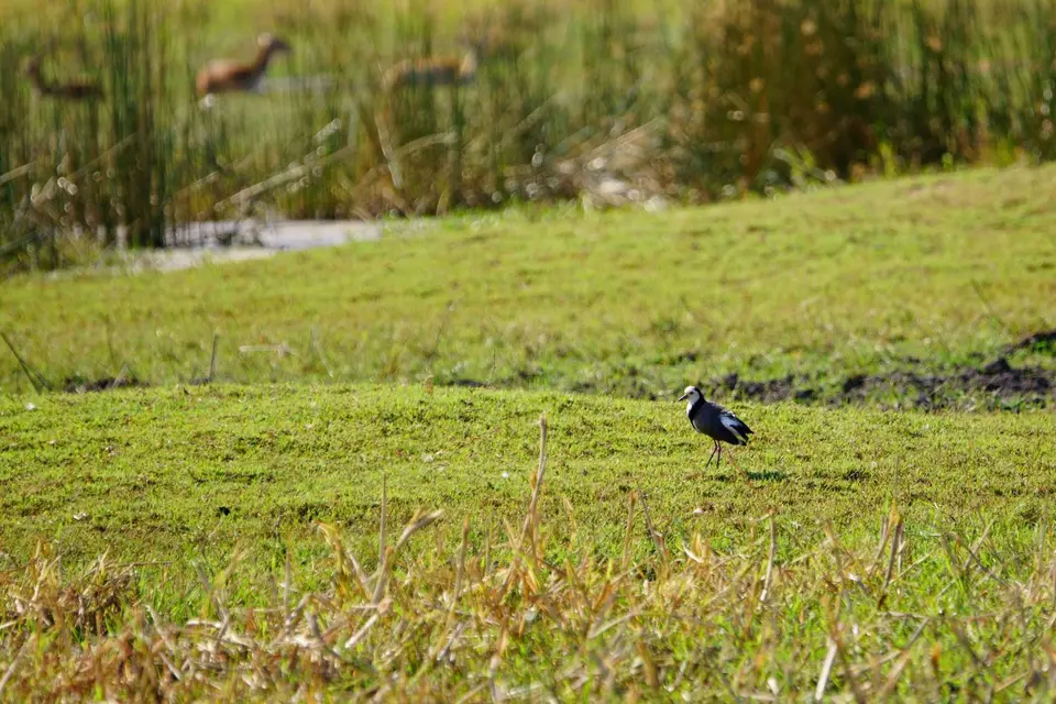 003LongtoedLapwing.JPG