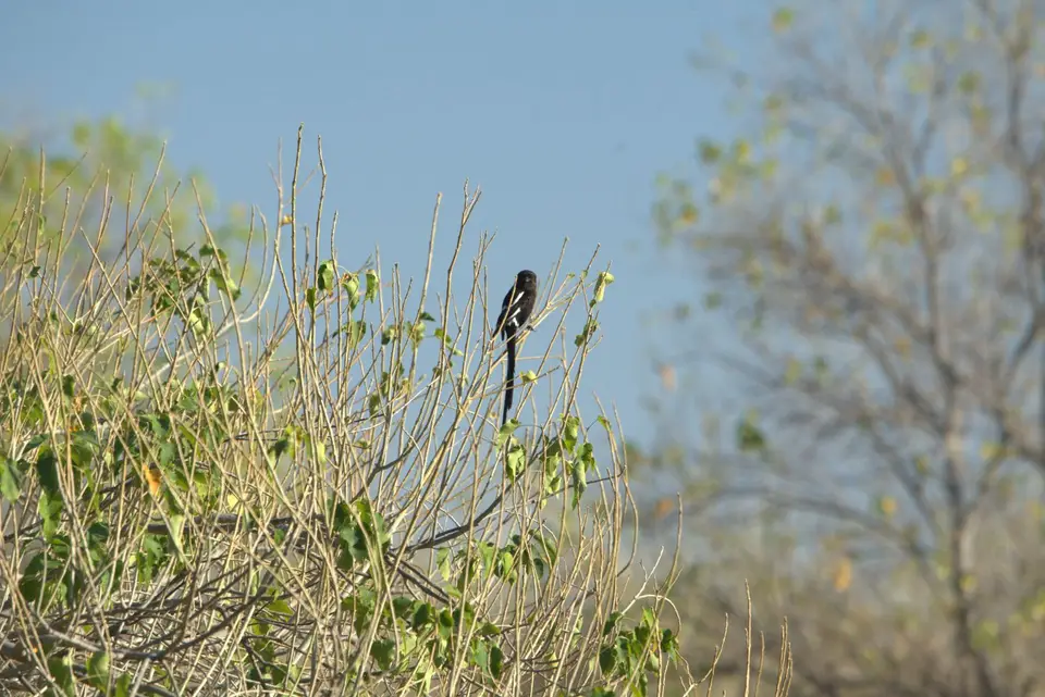 003MagpieShrike.jpg