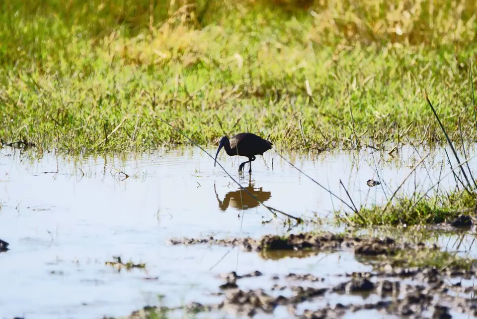 004GlossyIbis.JPG