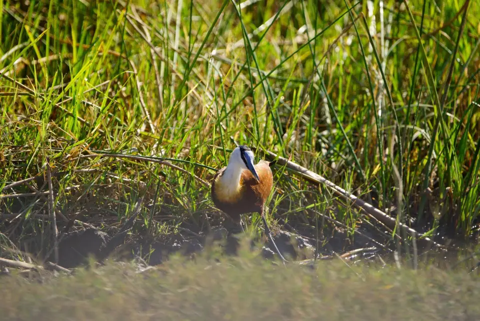 004Jacana.JPG