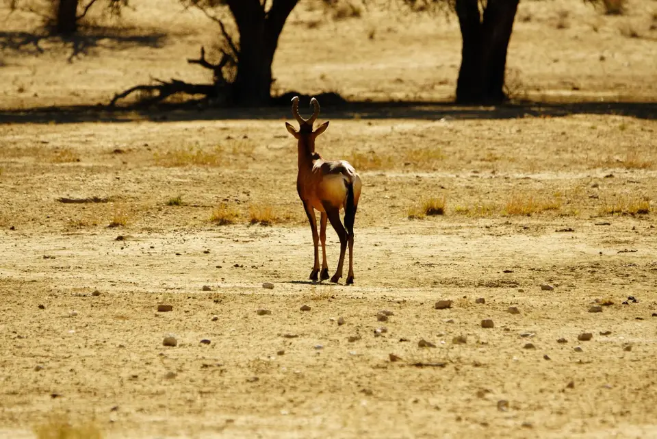 004RedHartebeest.JPG