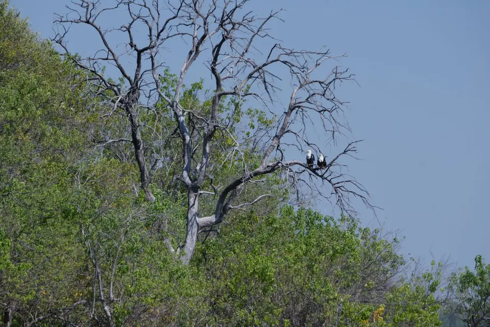 004Schreiseeadler.JPG