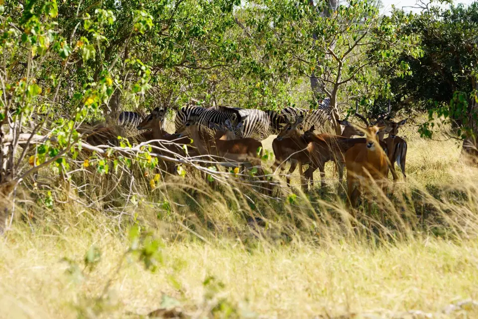 004WimmelbildmitZebras.JPG