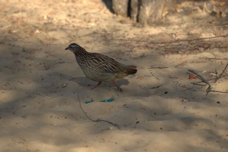 005CrestedFrancolin.jpg