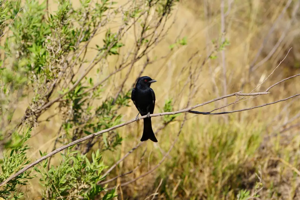 005ForktailedDrongo.JPG