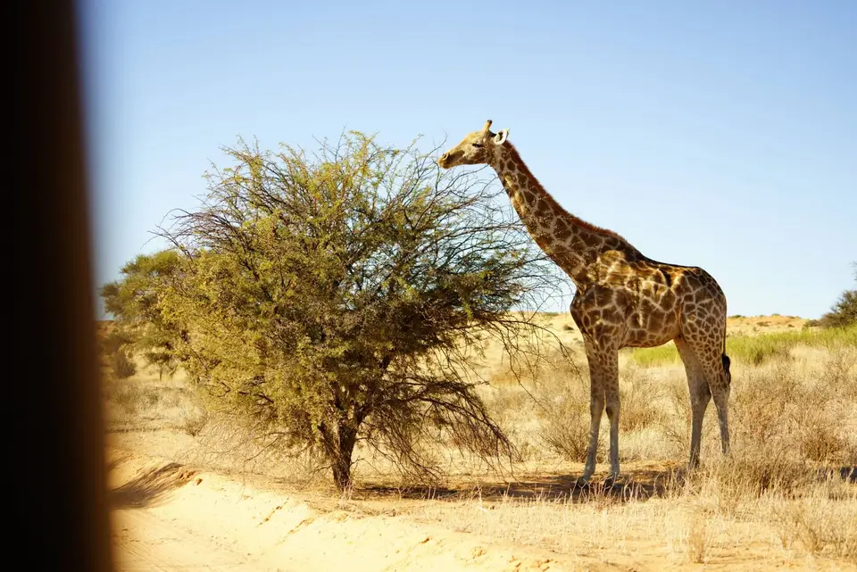 005Giraffe.JPG
