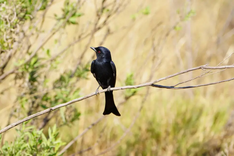 006ForktailedDrongo.JPG