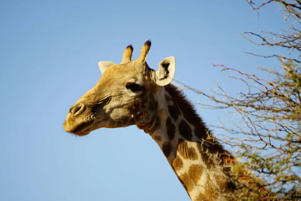 006Giraffe.JPG