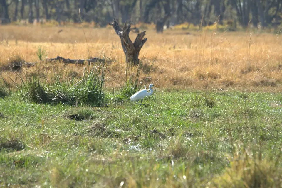 006GreatEgret.jpg