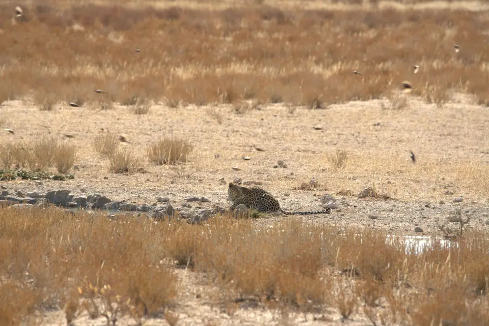 006Leopard3.jpg