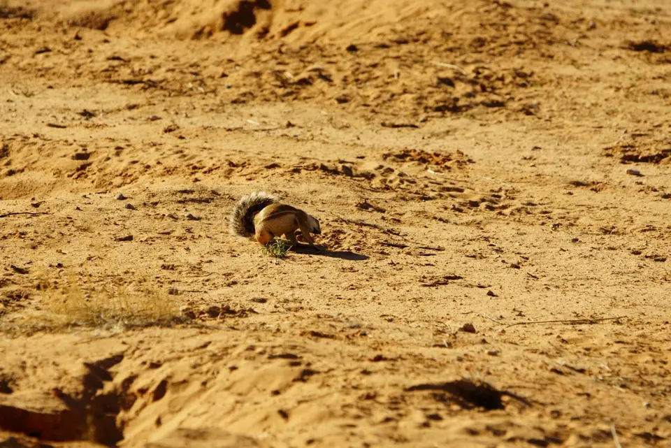 007Borstenhörnchen.JPG