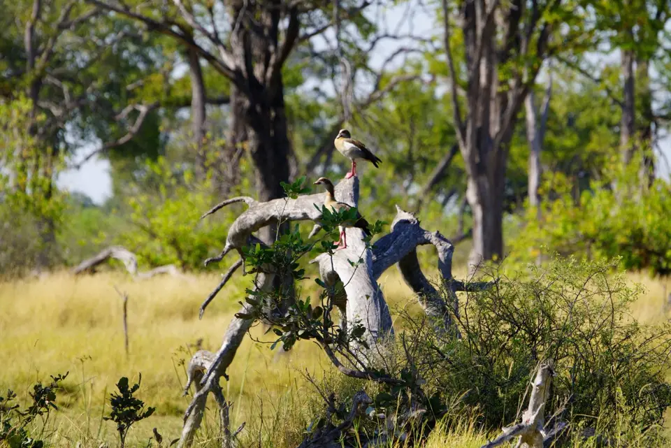 007Nilgänse.JPG