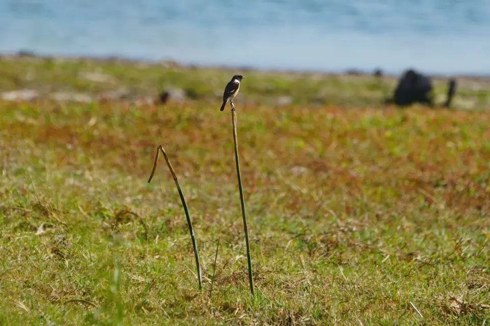 008AfricanStonechat.JPG