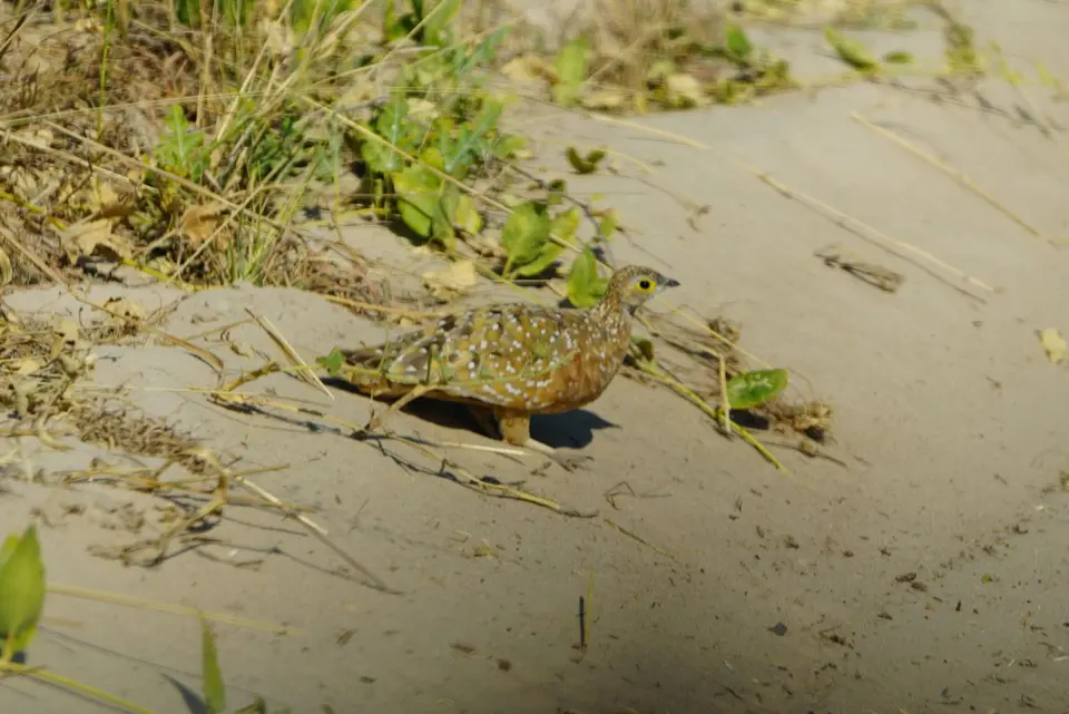 008BurchellsSandgrouse.JPG