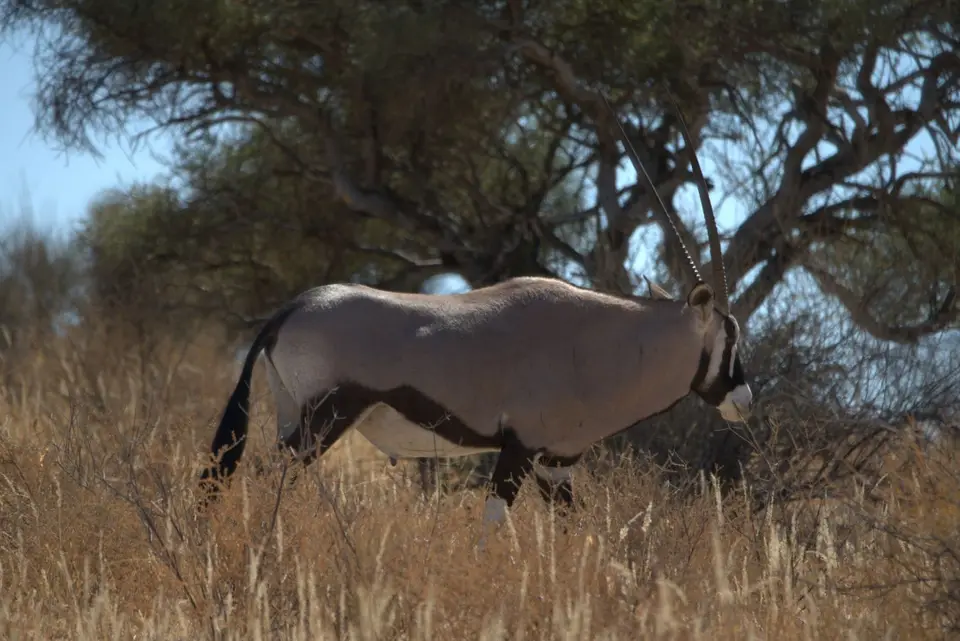 009Oryx.jpg