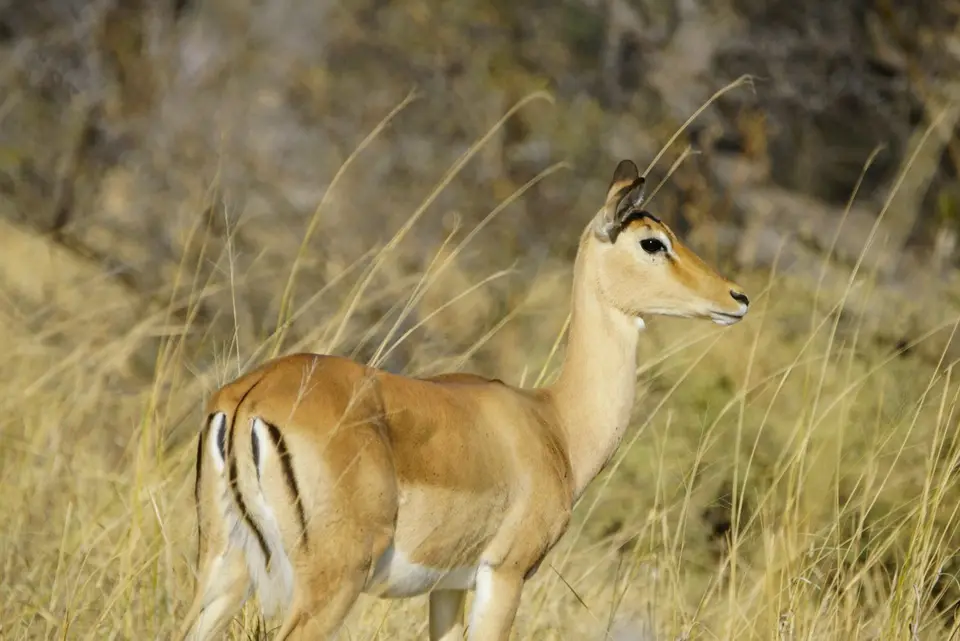 01.08.21Impala.JPG