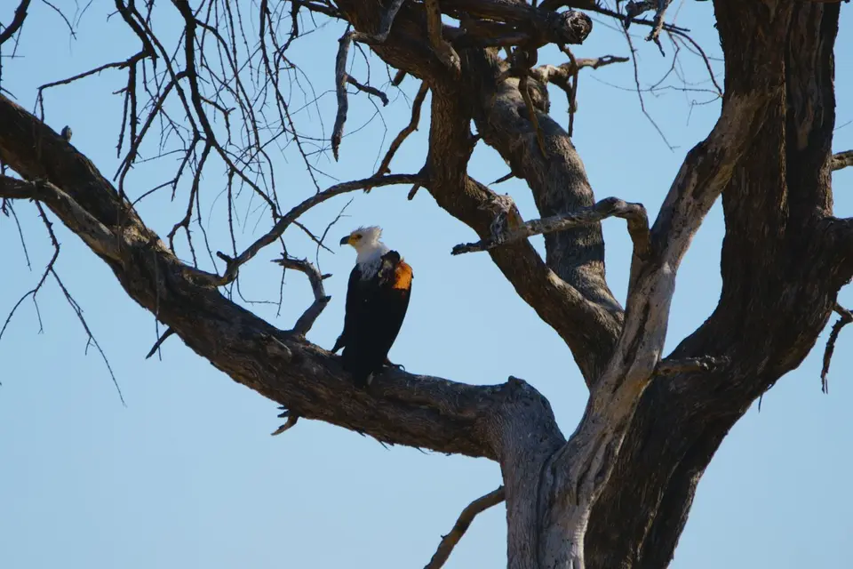 01.08.21Schreiseeadler.JPG
