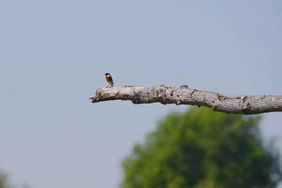010AfricanStonechat.JPG