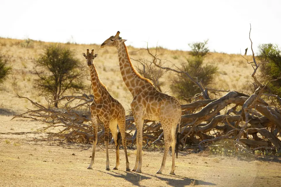 010Giraffenhalbwüchsige.JPG