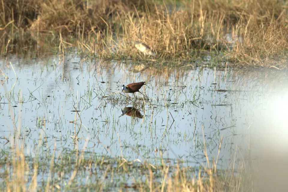 010Jacana.jpg