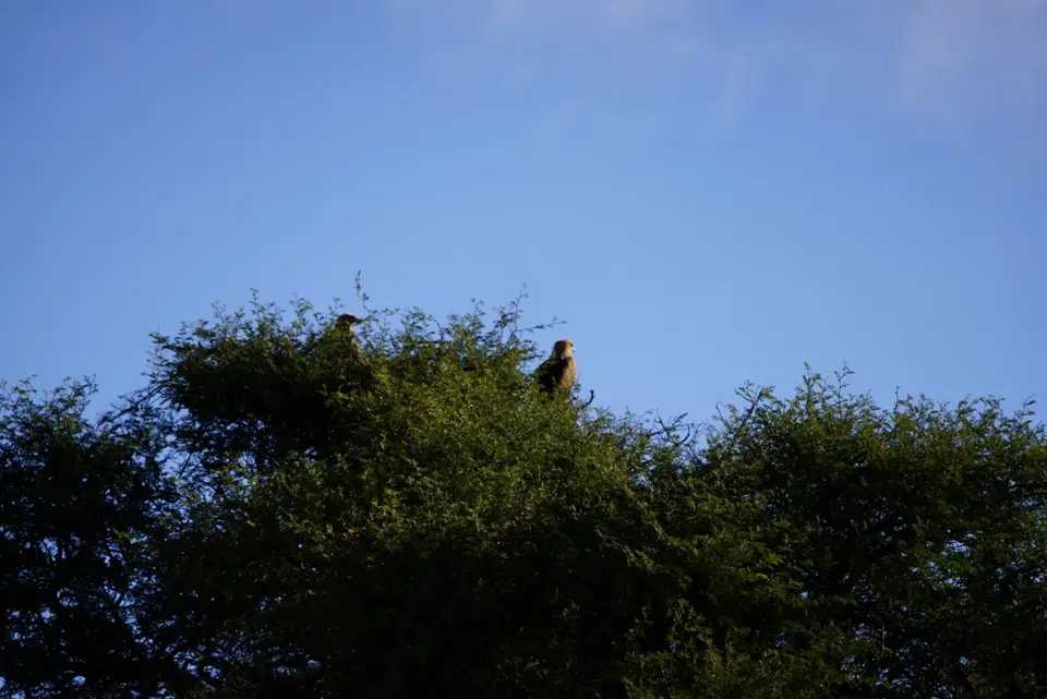 010TawnxEagle.JPG