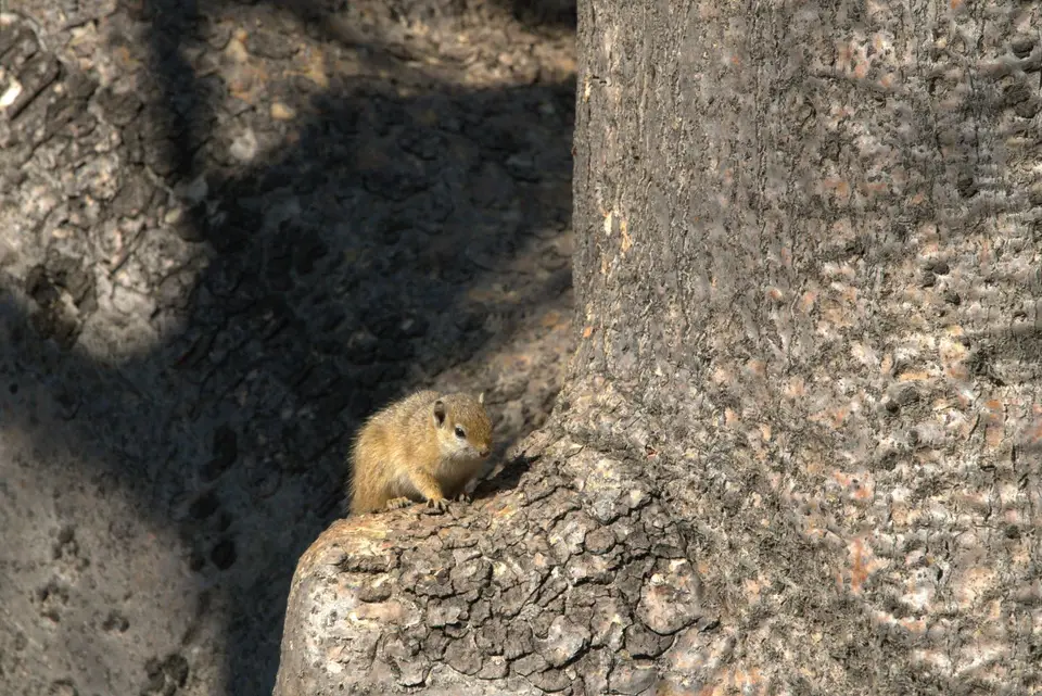 011Baumhörnchen.jpg