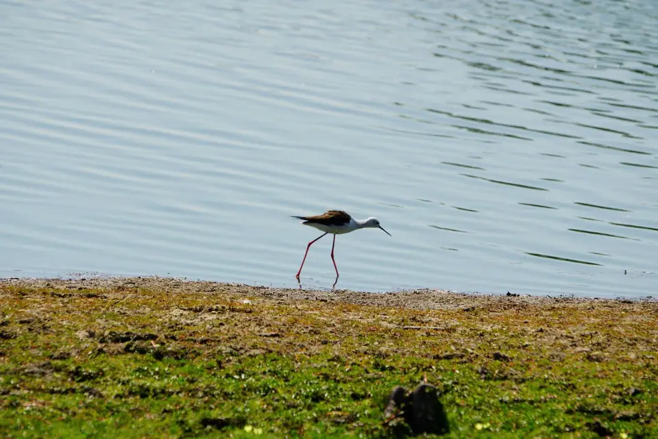011BlackwingedStilt.JPG