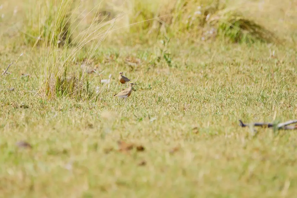 011Temmnick'sCourser.JPG
