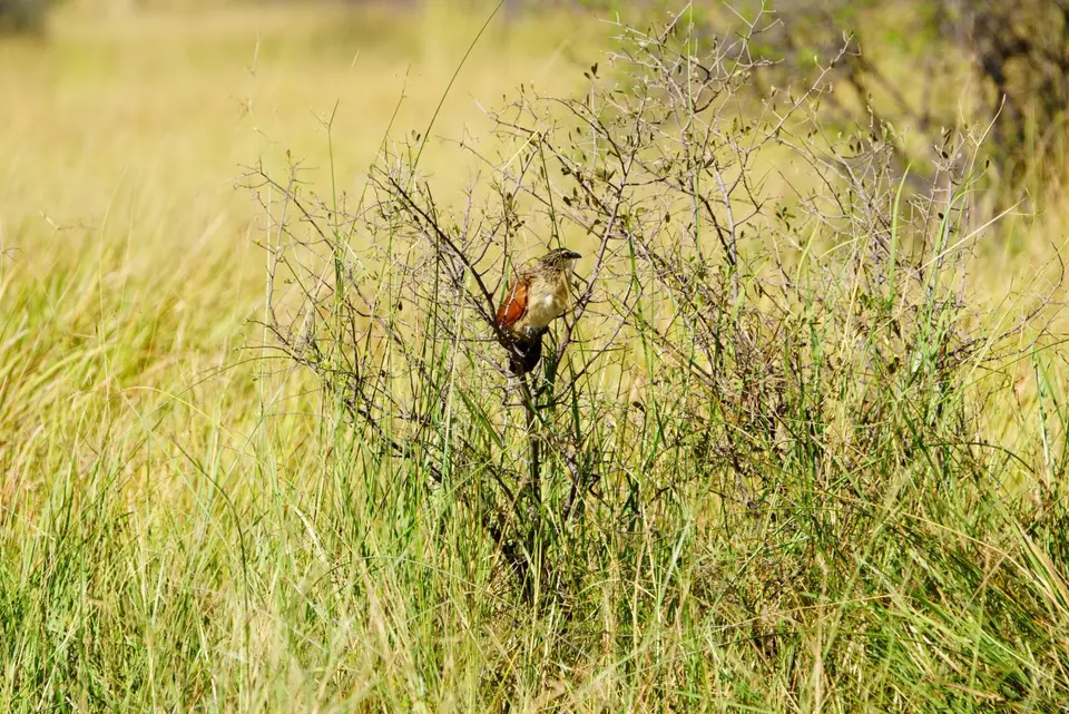 011White-browedCoucal.JPG