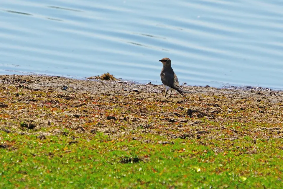 012BlackwingedPratincole.JPG