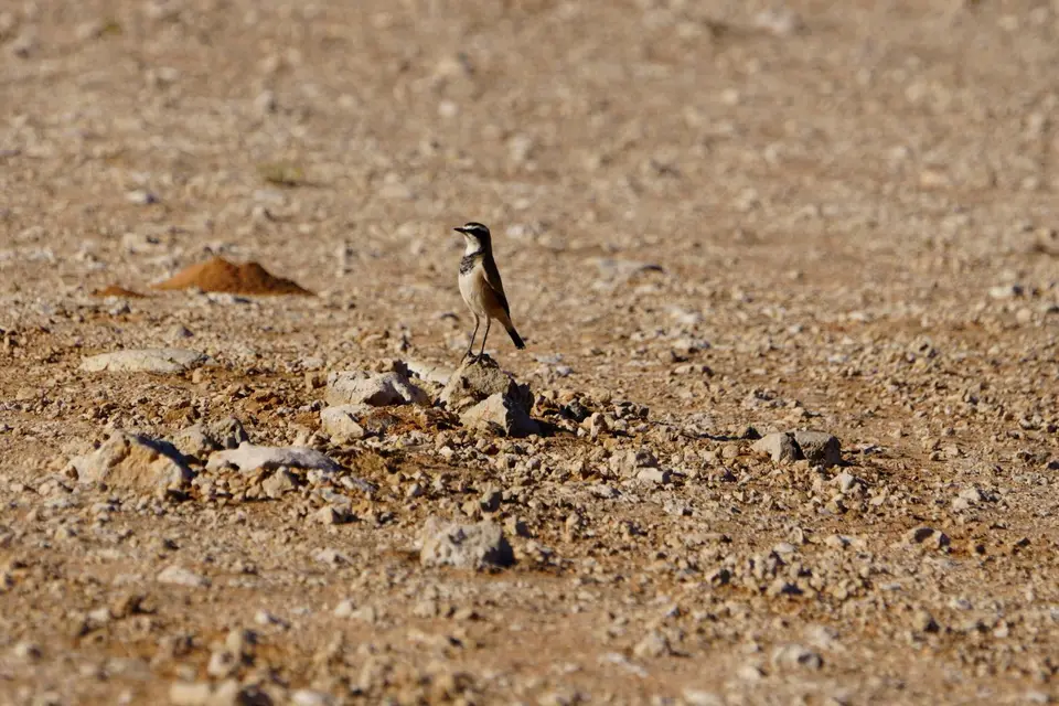 012CappedWheatear.JPG
