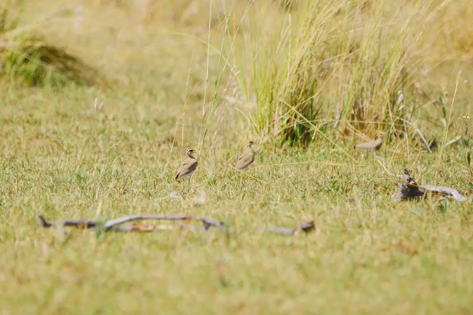 012Temmnick'sCourser.JPG
