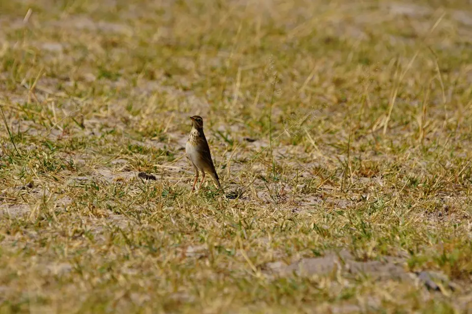013AfricanPipit.JPG