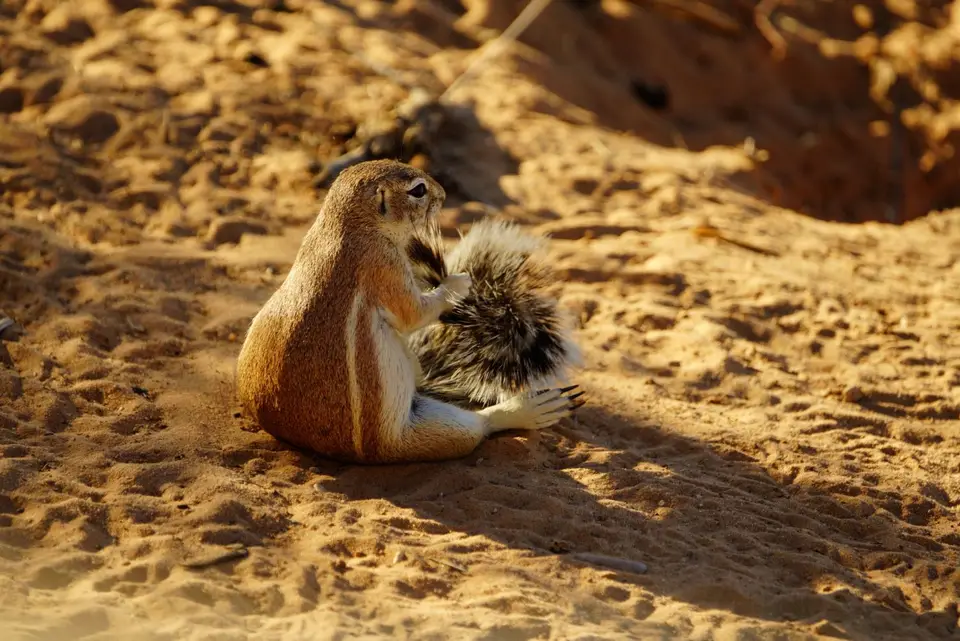 013FellpflegebeiBorstenhörnchen.JPG