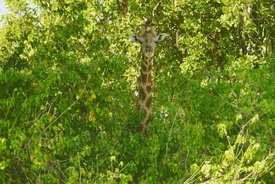013Giraffe.JPG