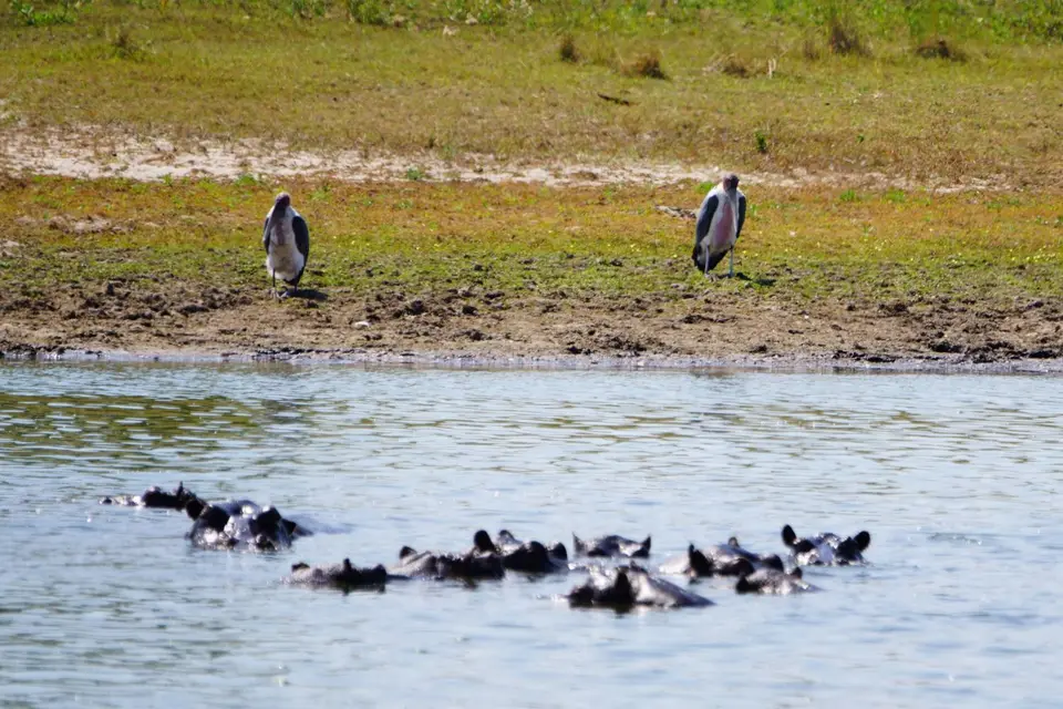 013MarabusnachdenklichvorHippos.JPG