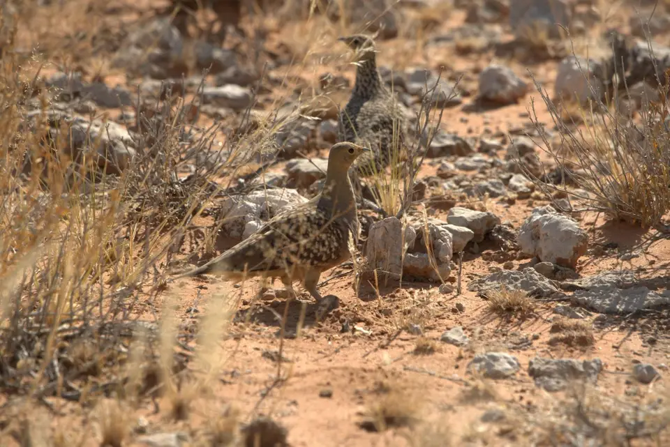 013NamaquaSandgrouse.jpg