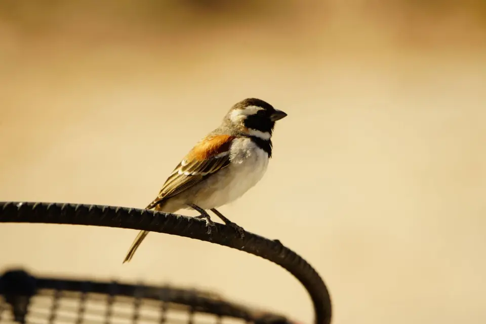 013Spatz.JPG