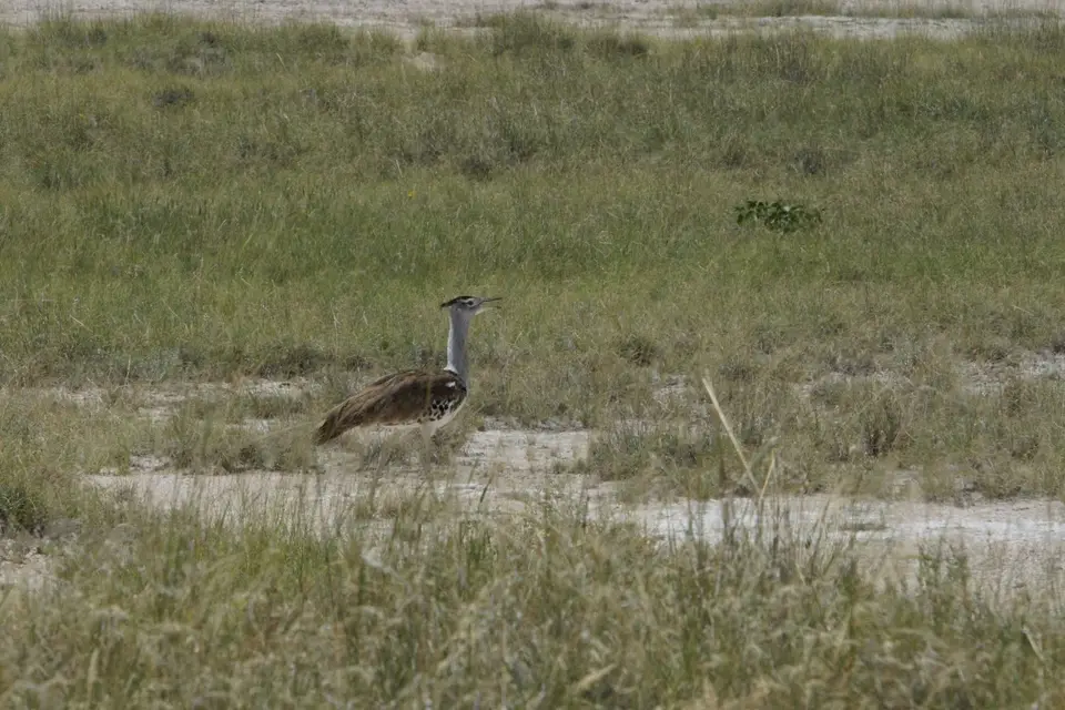 013UnterwegsnachNamutoni7.4.KoriBustard.JPG