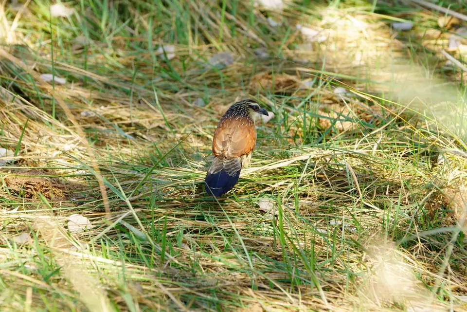 013White-browedCoucal.JPG