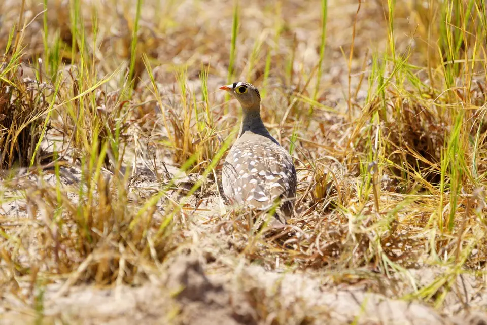014DoppelbandedSandgrouse.JPG