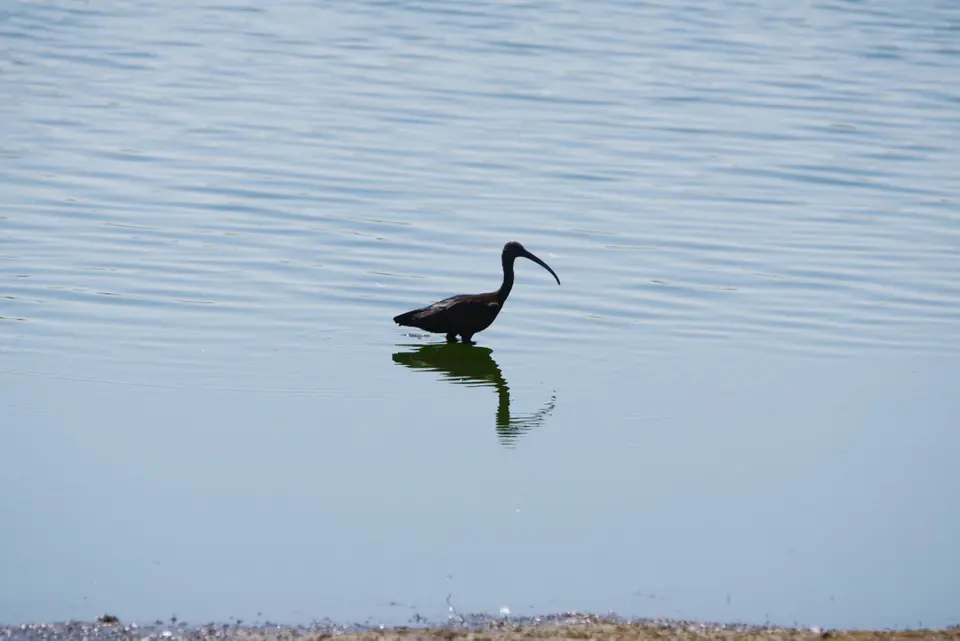 014GlossyIbis.JPG