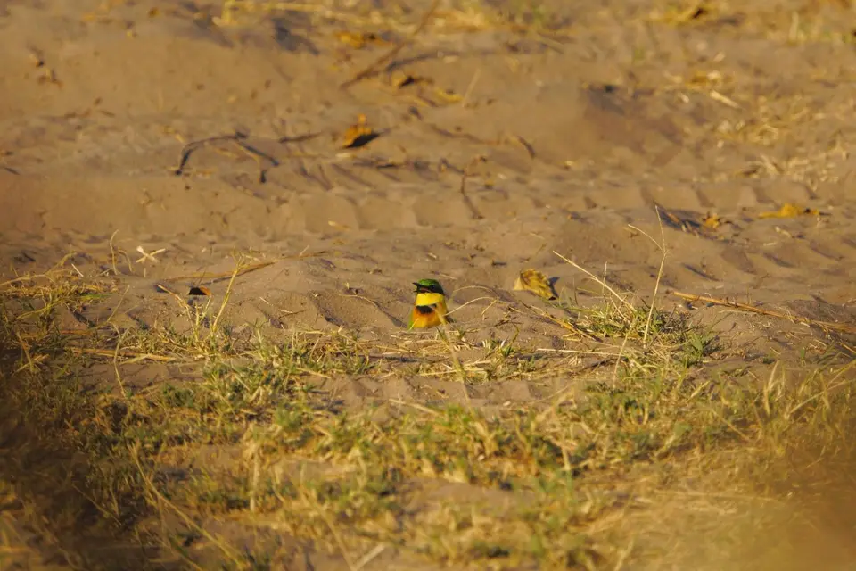 014LittleBee-eaterimSandbad.JPG