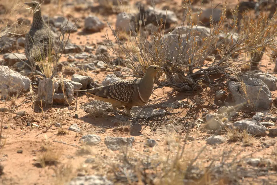 014NamaquaSandgrouse.jpg