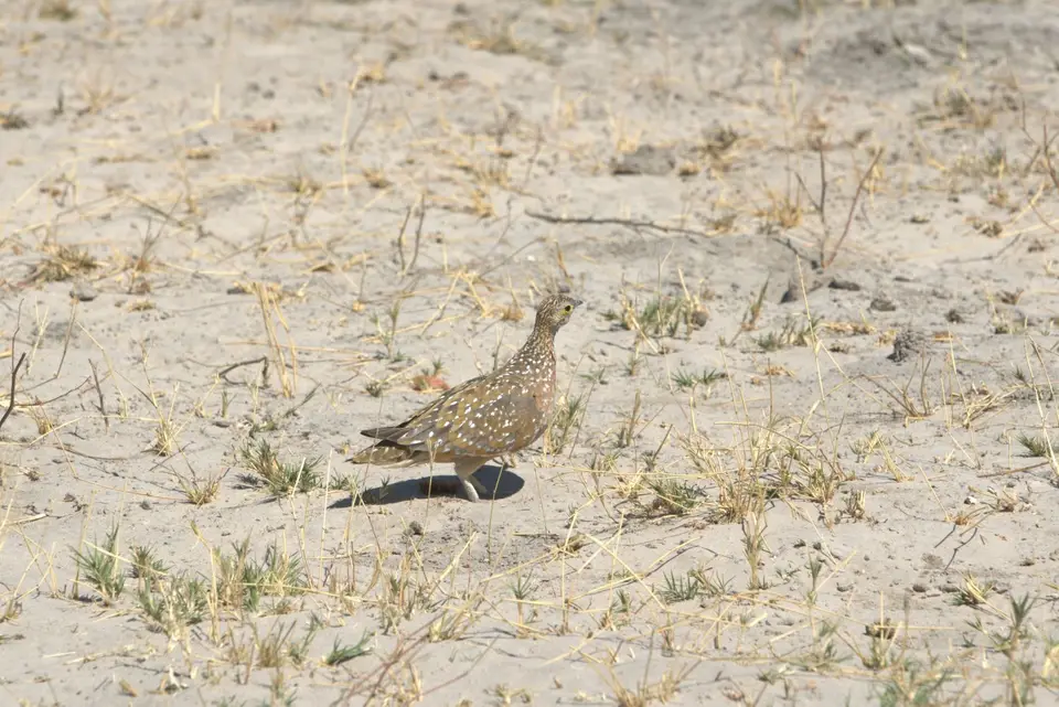 014Sandgrouse.jpg