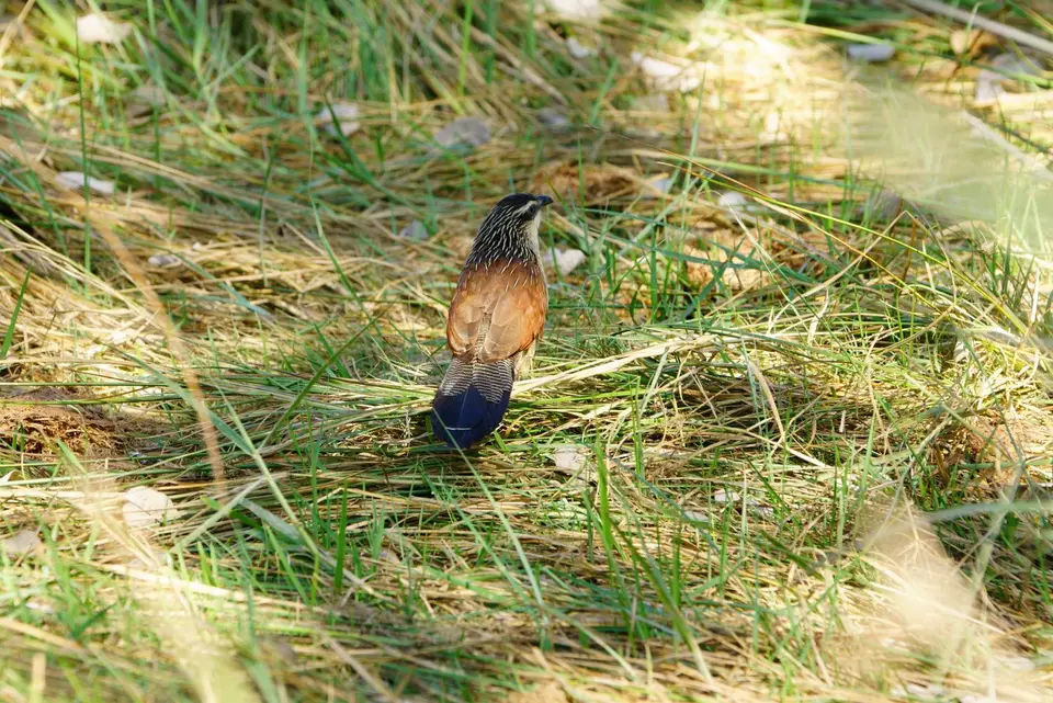 014White-browedCoucal.JPG