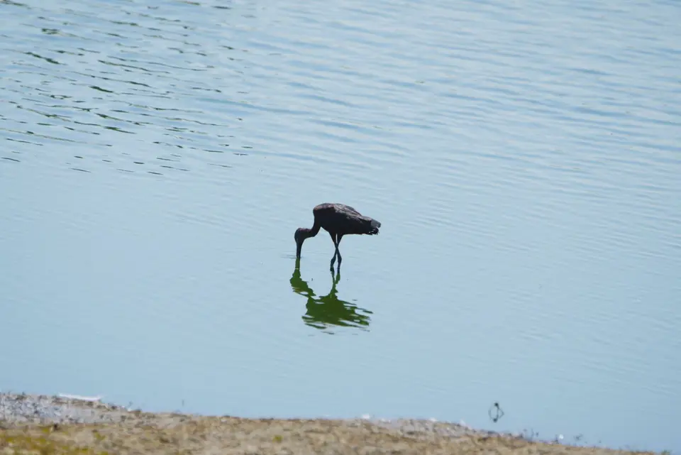 015GlossyIbis.JPG