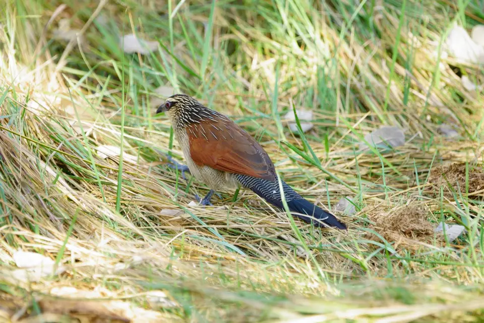 015White-browedCoucal.JPG
