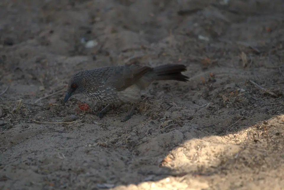 015arrowmarkedbabbler.jpg
