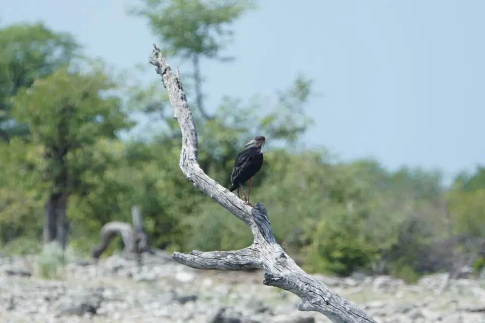 016Abdim'sStorktatsächlich.JPG